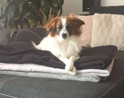 Dein Hund im Dogorama-Kalender 2021-Beitrag-Bild