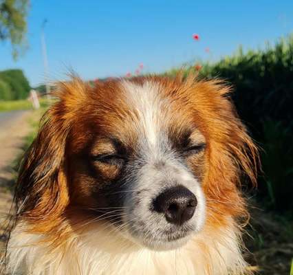 Die Dogorama Kalender Challenge Teil 3/4-Beitrag-Bild