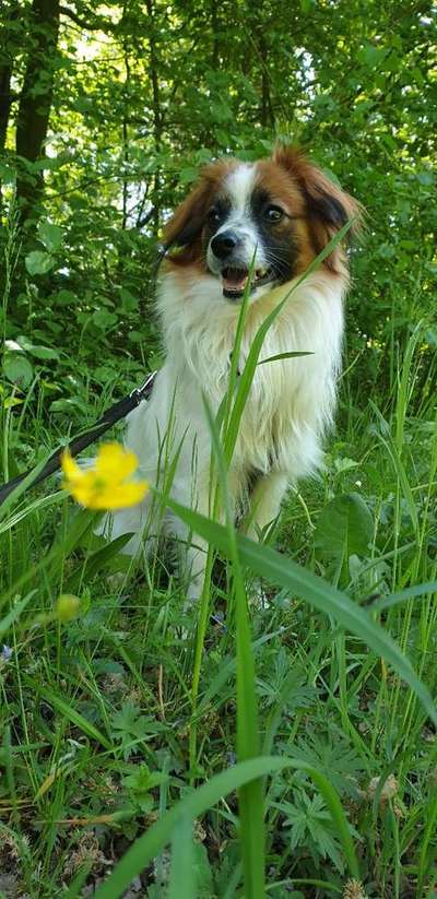 Dein Hund im Dogorama-Kalender 2021-Beitrag-Bild