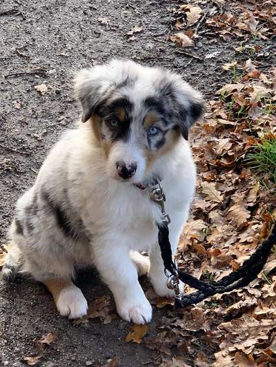 Welpen Bilder !-Beitrag-Bild