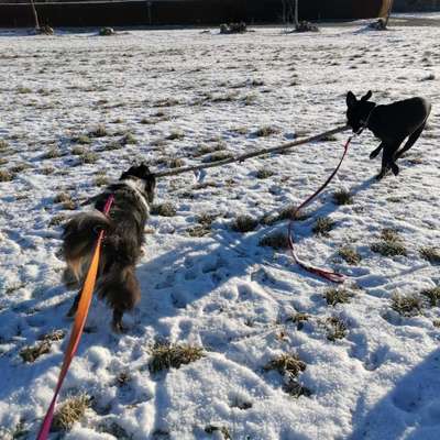 Hundetreffen-Miteinander spielen-Bild