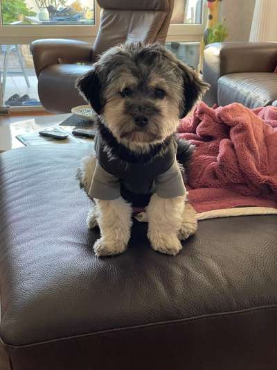 Bolonka Zwetna Freunde-Beitrag-Bild