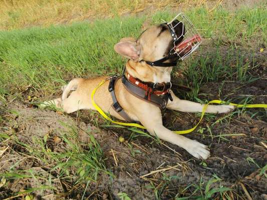 Zeigt mir doch bitte eure Maulkörbe!-Beitrag-Bild