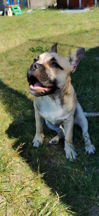 Die Dogorama Kalender Challenge 4/4-Beitrag-Bild