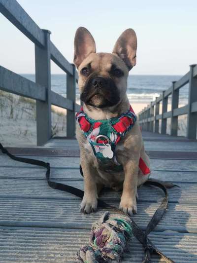 Dogorama-Monats-Challenge-Mai "Wasser"-Beitrag-Bild