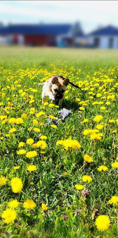 Die Dogorama Monats Challenge "Es grünt und blüht"-Beitrag-Bild