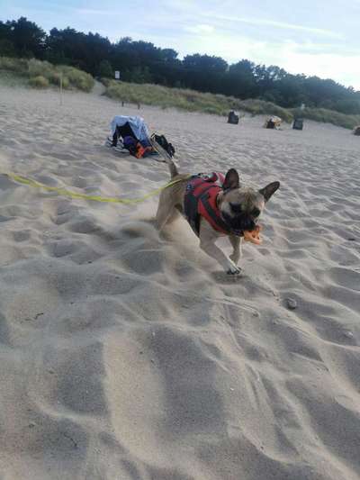 Fotosammlung: ,,Der natürliche Hund" Unbearbeitet, ungestellt und in Natura-Beitrag-Bild
