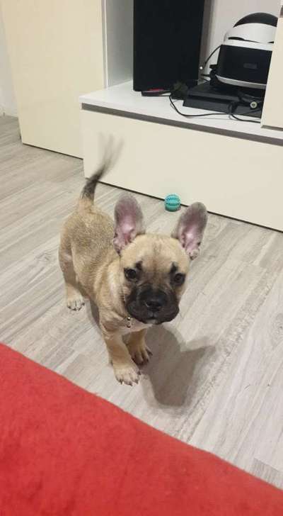 Welpen Bilder !-Beitrag-Bild