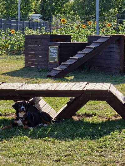 Hundeauslaufgebiet-Hundewiese McDonalds Pentling-Bild