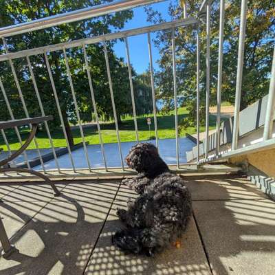 Urlaub mit zu 100% Hundefreundlich-Beitrag-Bild