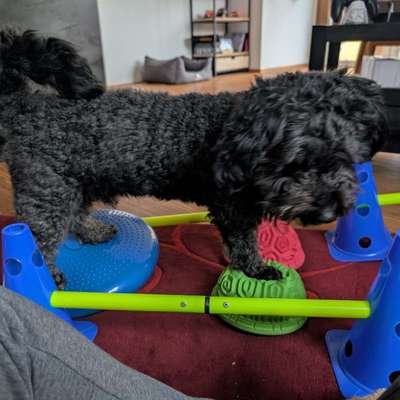 Balancekissen Übungen-Beitrag-Bild