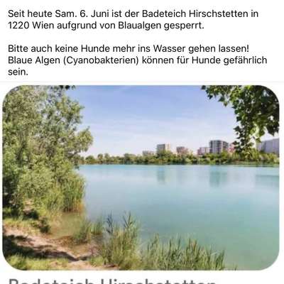 Giftköder-Blaualgen-Bild