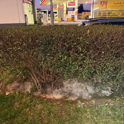 Giftköder-Weißes Pulver??-Bild