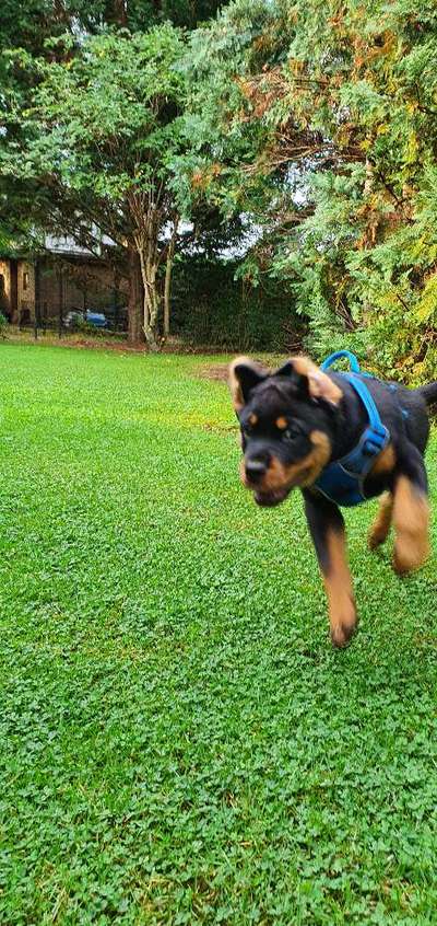 Farben Fotochallenge Thema ,,Grün"-Beitrag-Bild