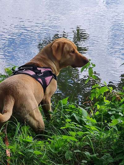 Mischlingshunde Foto Aufruf-Beitrag-Bild