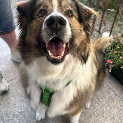 Hundetreffen-Gassifreunde gesucht-Bild