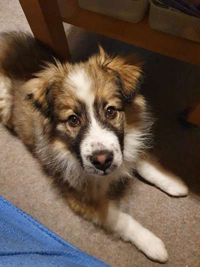 Welpen Bilder !-Beitrag-Bild