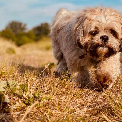 Hundetreffen-Hundekontakt // Hündische Kommunikation fördern-Bild