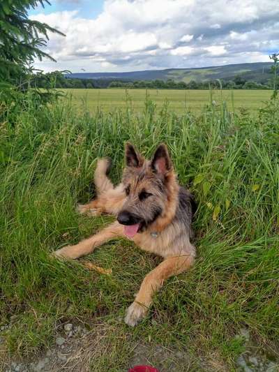 Fotochallenge Nr. 51 "Euer Hund mit anderen Tieren"-Beitrag-Bild