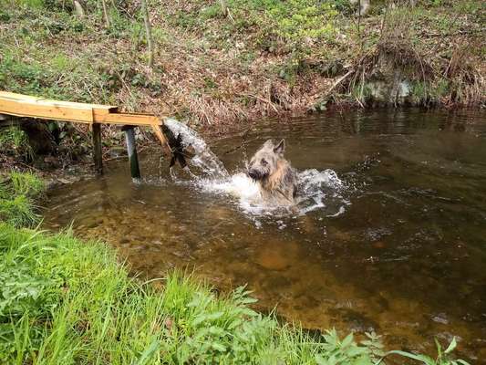 Dogorama-Monats-Challenge-Mai "Wasser"-Beitrag-Bild