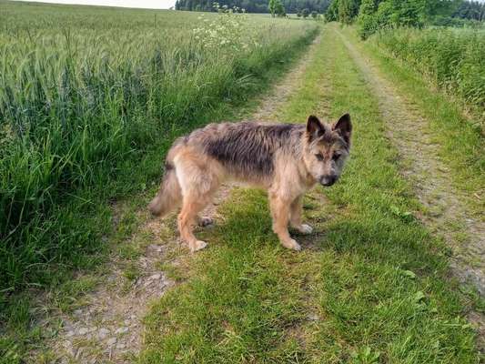 Was wiegt euer Schäferhund?-Beitrag-Bild