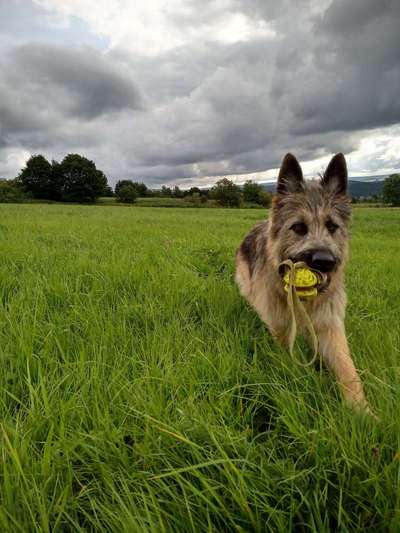 Die Dogorama Wochen Challenge-Beitrag-Bild