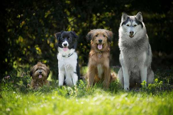 Hundetreffen-Biete Hundebetreuung & Spaziergänge-Bild