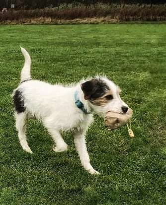 Hundetreffen-Gassi- und auch gerne Trainingsrunde zwischen Troisdorf, Bonn und Klln-Bild