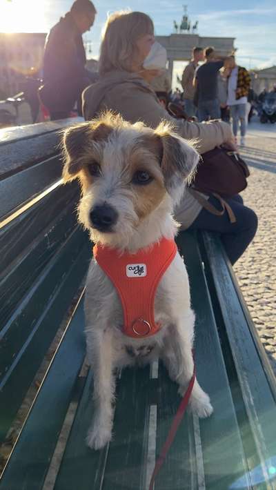 Jack Russel Terrier-Beitrag-Bild