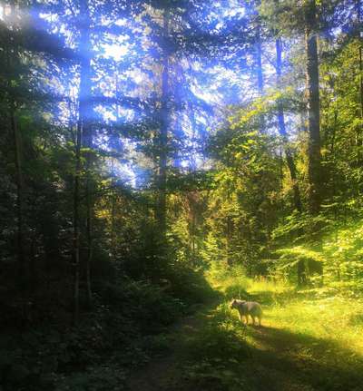 Dogorama Photo Challenge - Märchenwald-Beitrag-Bild