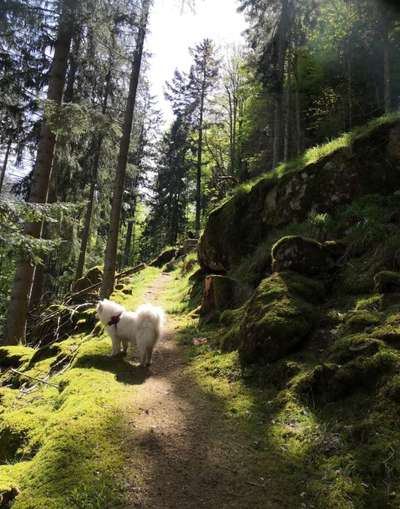 Dogorama Photo Challenge - Märchenwald-Beitrag-Bild