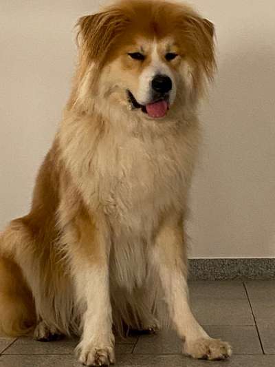 Berner Sennen-Beitrag-Bild