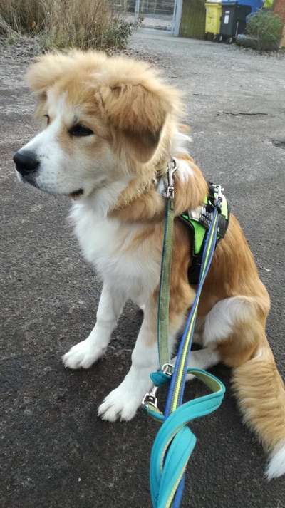 Shiba Inu und andere japanische Rassen!-Beitrag-Bild