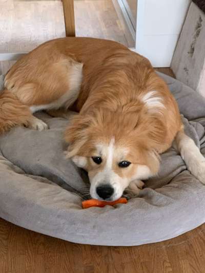 Shiba Inu und andere japanische Rassen!-Beitrag-Bild