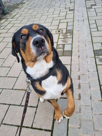 Hundetreffen-Mittagspausen Spiel- Gassirunde (Heppenheim und Umgebung)-Bild