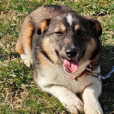 Hundetreffen-Spielgefährte für meinen Hund Lucky-Bild