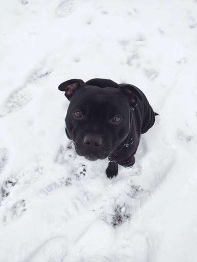 Staffordshire Bull Terrier-Beitrag-Bild