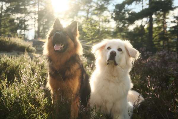 Hundetreffen-"Gemeinsam auf Abenteuer: Brave und Rocky suchen neue Hundefreunde!"-Bild