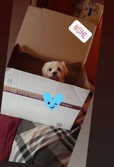 Dogorama Foto Challenge - Erwischt-Beitrag-Bild