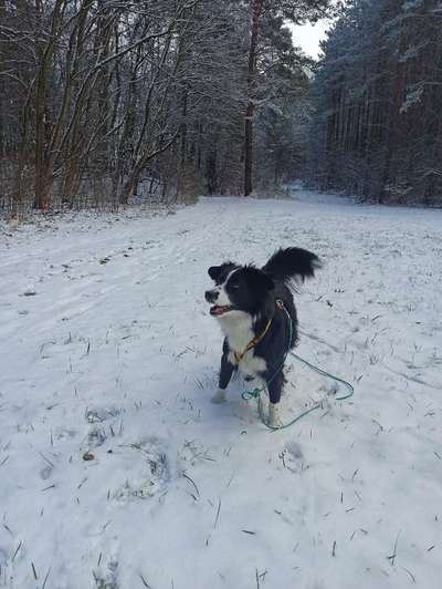 Foto's und Hundemodels-Beitrag-Bild