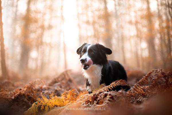 Foto's und Hundemodels-Beitrag-Bild