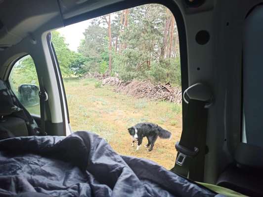 Camping mit Hund/en-Beitrag-Bild