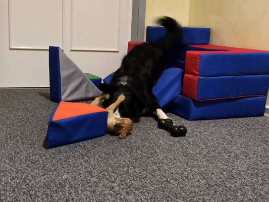 Hunde Memes-Beitrag-Bild