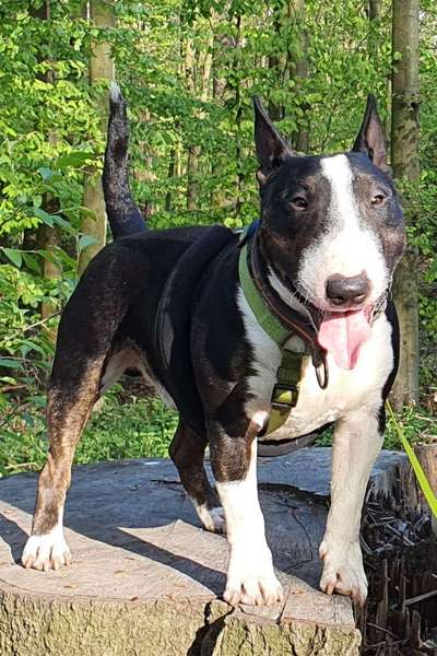 Wie heißt dein Hund?-Beitrag-Bild