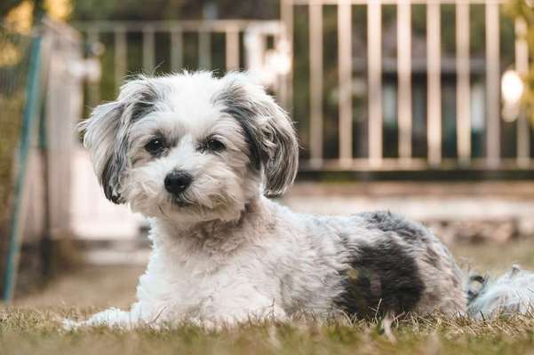 Foto's und Hundemodels-Beitrag-Bild