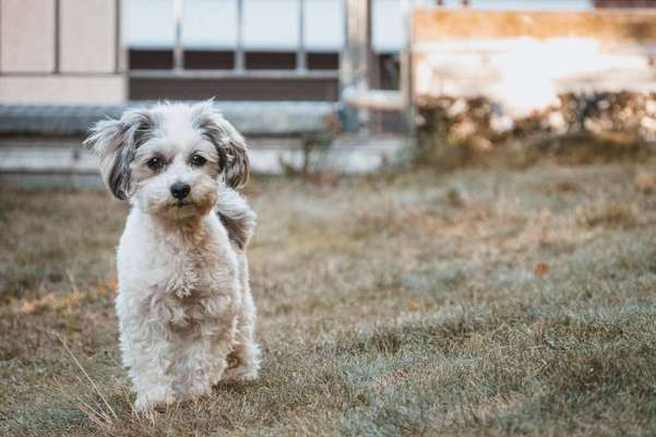 Dein Hund im Dogorama-Kalender 2021-Beitrag-Bild