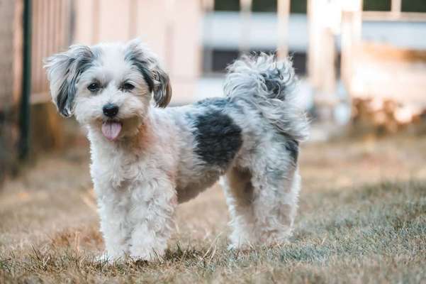 Foto's und Hundemodels-Beitrag-Bild