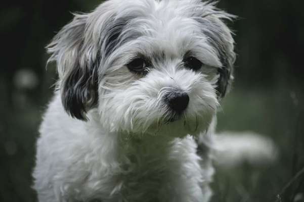 Foto's und Hundemodels-Beitrag-Bild