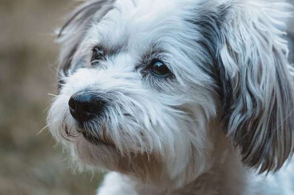 Dein Hund im Dogorama-Kalender 2021-Beitrag-Bild