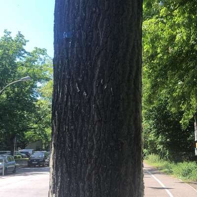 Giftköder-Eichenprozessionsspinner-Bild